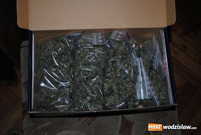 Zdjęcie w galerii na portalu naszwodzislaw.com: 40-letni mieszkaniec powiatu wodzisławskiego został zatrzymany za uprawę konopi! wiadomości z regionu