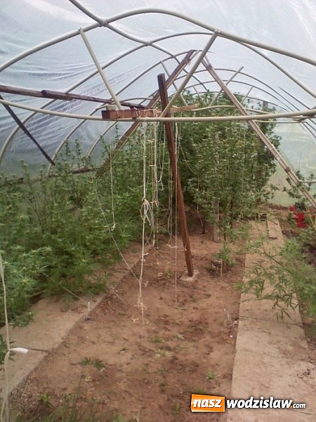 Zdjęcie w galerii na portalu naszwodzislaw.com: 40-letni mieszkaniec powiatu wodzisławskiego został zatrzymany za uprawę konopi! wiadomości z regionu