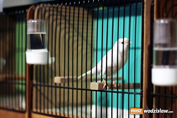 Zdjęcie w galerii na portalu naszwodzislaw.com: Kanarki na dobre zagnieździły się w WCK! wiadomości z regionu