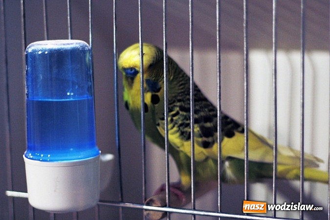 Zdjęcie w galerii na portalu naszwodzislaw.com: Kanarki na dobre zagnieździły się w WCK! wiadomości z regionu