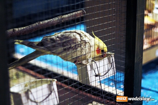 Zdjęcie w galerii na portalu naszwodzislaw.com: Kanarki na dobre zagnieździły się w WCK! wiadomości z regionu