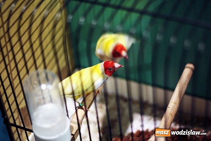 Zdjęcie w galerii na portalu naszwodzislaw.com: Kanarki na dobre zagnieździły się w WCK! wiadomości z regionu