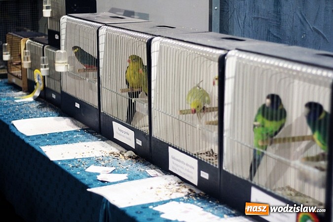 Zdjęcie w galerii na portalu naszwodzislaw.com: Kanarki na dobre zagnieździły się w WCK! wiadomości z regionu