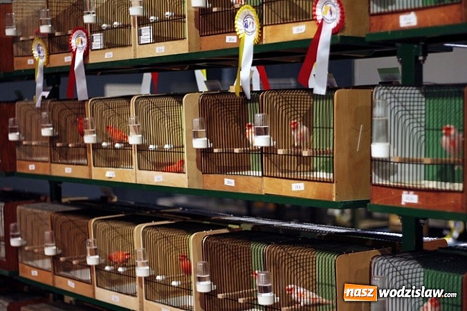 Zdjęcie w galerii na portalu naszwodzislaw.com: Kanarki na dobre zagnieździły się w WCK! wiadomości z regionu