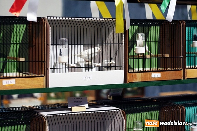 Zdjęcie w galerii na portalu naszwodzislaw.com: Kanarki na dobre zagnieździły się w WCK! wiadomości z regionu