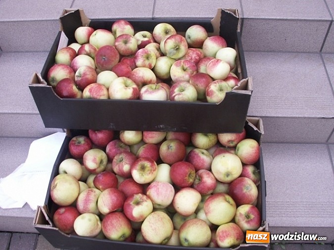 Zdjęcie w galerii na portalu naszwodzislaw.com: 