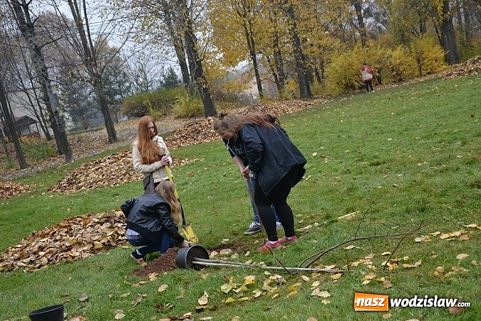 Zdjęcie w galerii na portalu naszwodzislaw.com: Znowu sadzili 