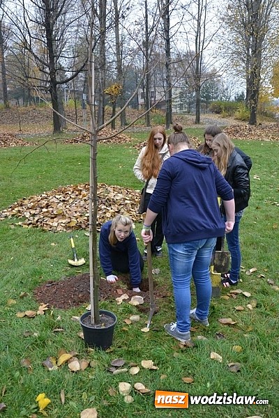 Zdjęcie w galerii na portalu naszwodzislaw.com: Znowu sadzili 
