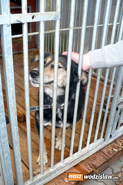 Zdjęcie w galerii na portalu naszwodzislaw.com: PP nr 6 wsparło przytulisko w Wodzisławiu  wiadomości z regionu