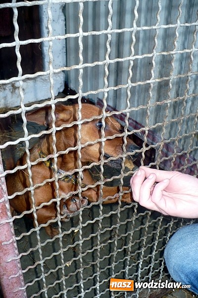 Zdjęcie w galerii na portalu naszwodzislaw.com: PP nr 6 wsparło przytulisko w Wodzisławiu  wiadomości z regionu