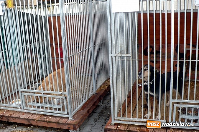 Zdjęcie w galerii na portalu naszwodzislaw.com: PP nr 6 wsparło przytulisko w Wodzisławiu  wiadomości z regionu