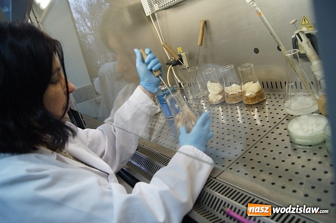 Zdjęcie w galerii na portalu naszwodzislaw.com: Szkółka kontenerowa ciekawym punktem na mapie gminy Nędza wiadomości z regionu