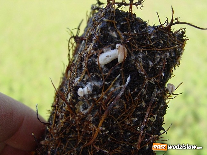 Zdjęcie w galerii na portalu naszwodzislaw.com: Szkółka kontenerowa ciekawym punktem na mapie gminy Nędza wiadomości z regionu