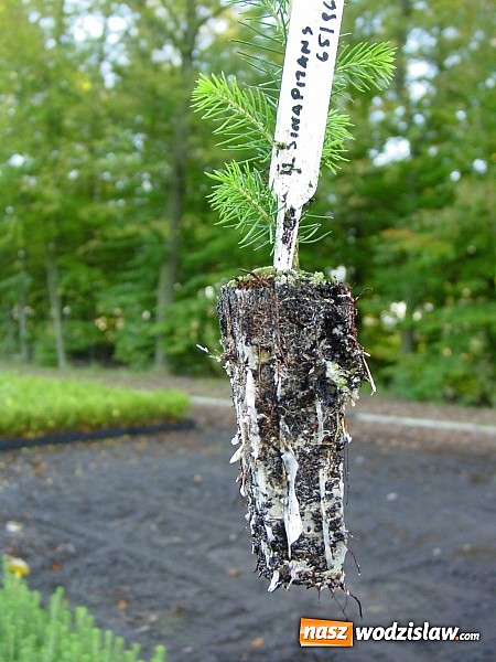 Zdjęcie w galerii na portalu naszwodzislaw.com: Szkółka kontenerowa ciekawym punktem na mapie gminy Nędza wiadomości z regionu