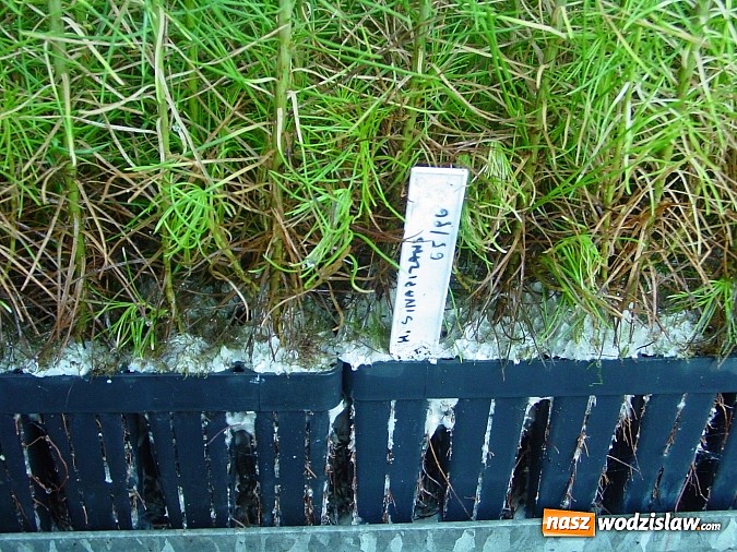 Zdjęcie w galerii na portalu naszwodzislaw.com: Szkółka kontenerowa ciekawym punktem na mapie gminy Nędza wiadomości z regionu