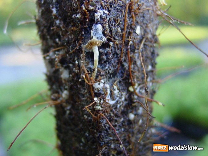 Zdjęcie w galerii na portalu naszwodzislaw.com: Szkółka kontenerowa ciekawym punktem na mapie gminy Nędza wiadomości z regionu