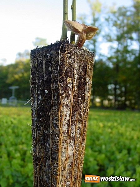 Zdjęcie w galerii na portalu naszwodzislaw.com: Szkółka kontenerowa ciekawym punktem na mapie gminy Nędza wiadomości z regionu