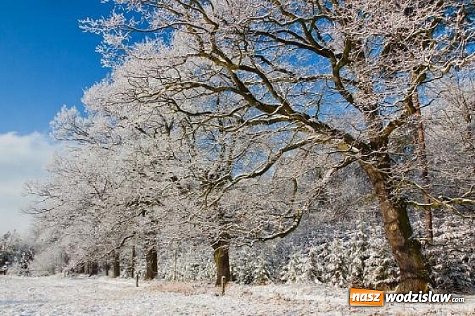 Zdjęcie w galerii na portalu naszwodzislaw.com: Nastała zima. Czy las zasypia? wiadomości z regionu