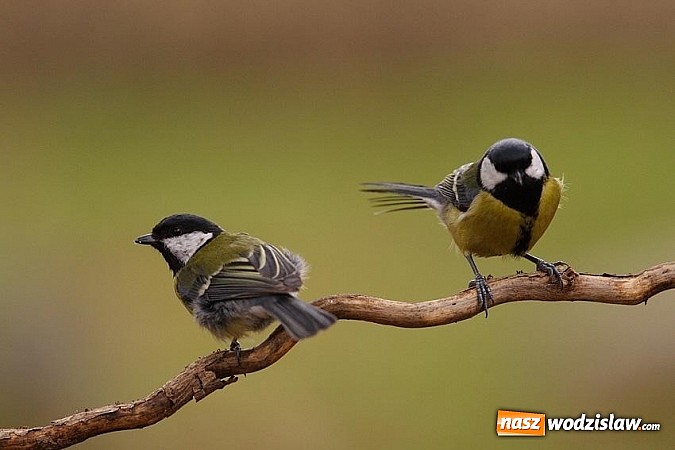 Zdjęcie w galerii na portalu naszwodzislaw.com: Nastała zima. Czy las zasypia? wiadomości z regionu