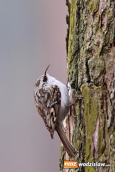 Zdjęcie w galerii na portalu naszwodzislaw.com: Nastała zima. Czy las zasypia? wiadomości z regionu