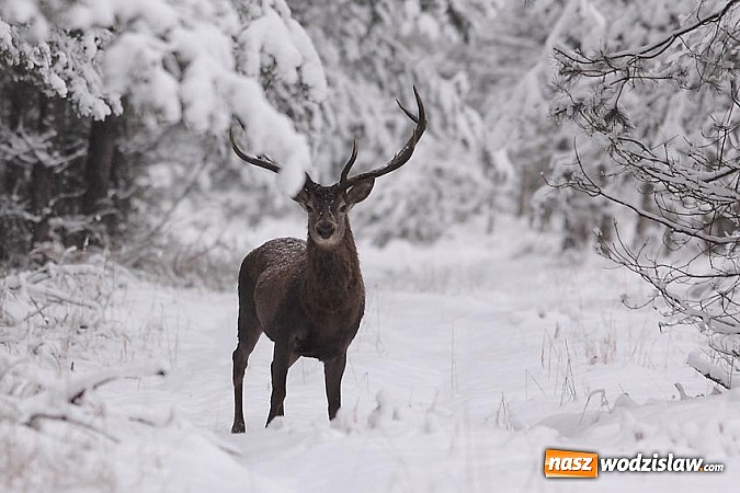 Zdjęcie w galerii na portalu naszwodzislaw.com: Nastała zima. Czy las zasypia? wiadomości z regionu