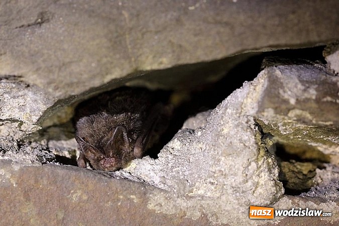 Zdjęcie w galerii na portalu naszwodzislaw.com: Nastała zima. Czy las zasypia? wiadomości z regionu