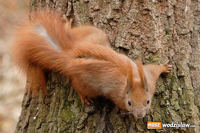 Zdjęcie w galerii na portalu naszwodzislaw.com: Nastała zima. Czy las zasypia? wiadomości z regionu