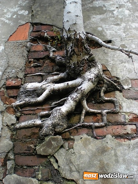 Zdjęcie w galerii na portalu naszwodzislaw.com: Weź udział w konkursie i przyczyń się do ochrony środowiska wiadomości z regionu