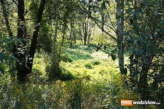 Zdjęcie w galerii na portalu naszwodzislaw.com: Miasto Wodzisław Śląski sprzedaje nieruchomości  wiadomości z regionu