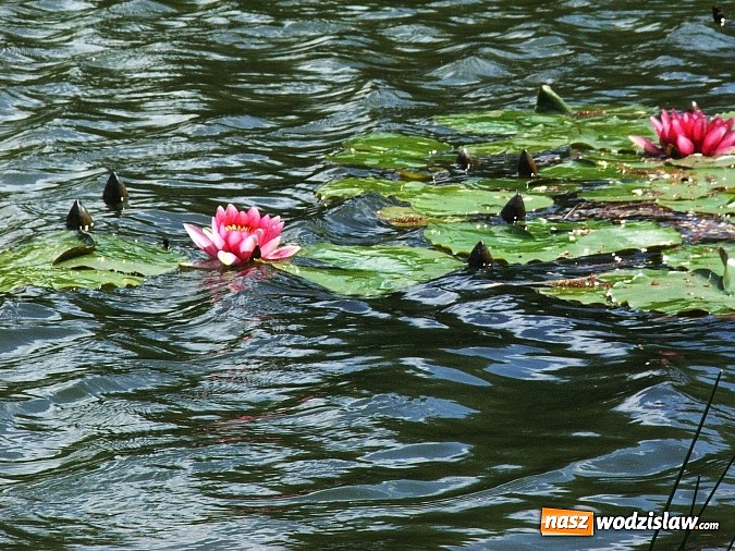 Zdjęcie w galerii na portalu naszwodzislaw.com: Machnikowiec w Rydułtowach się zmieni - zadbają o to studenci PWSZ w Raciborzu wiadomości z regionu