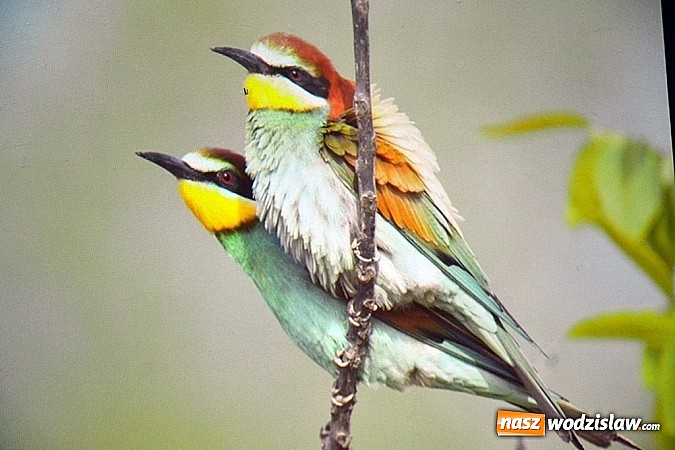 Zdjęcie w galerii na portalu naszwodzislaw.com: Ptaki egzotyczne ściągnęły większa publikę! wiadomości z regionu