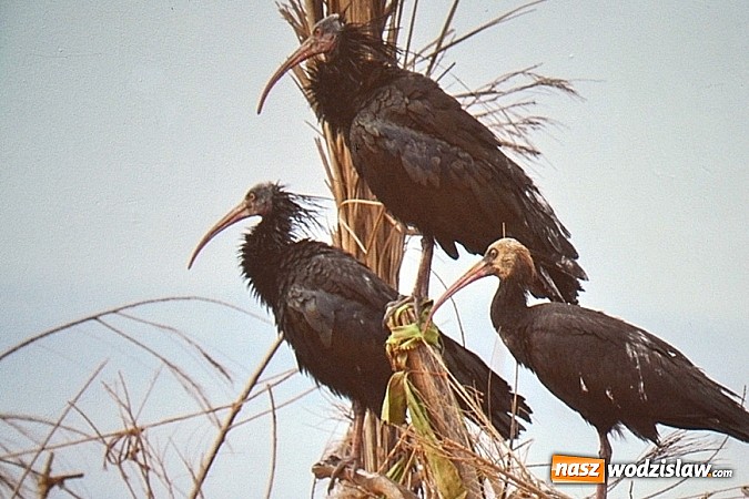Zdjęcie w galerii na portalu naszwodzislaw.com: Ptaki egzotyczne ściągnęły większa publikę! wiadomości z regionu