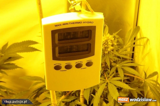 Zdjęcie w galerii na portalu naszwodzislaw.com: Policjanci CBŚP zlikwidowali plantację konopi indyjskich w Gorzycach!  wiadomości z regionu