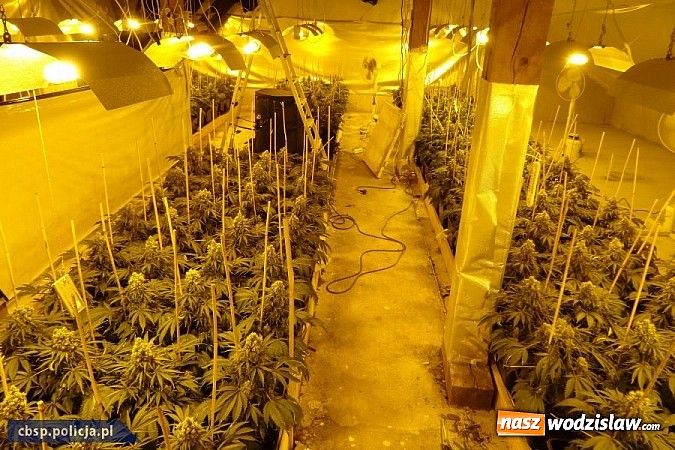 Zdjęcie w galerii na portalu naszwodzislaw.com: Policjanci CBŚP zlikwidowali plantację konopi indyjskich w Gorzycach!  wiadomości z regionu