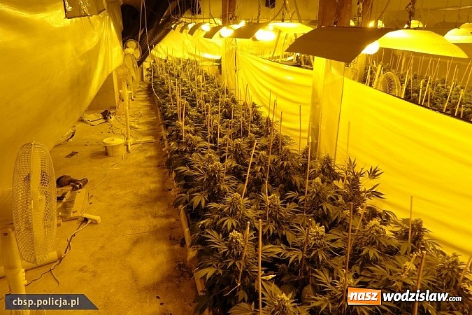 Zdjęcie w galerii na portalu naszwodzislaw.com: Policjanci CBŚP zlikwidowali plantację konopi indyjskich w Gorzycach!  wiadomości z regionu
