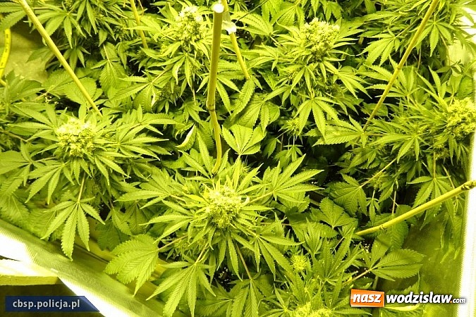 Zdjęcie w galerii na portalu naszwodzislaw.com: Policjanci CBŚP zlikwidowali plantację konopi indyjskich w Gorzycach!  wiadomości z regionu