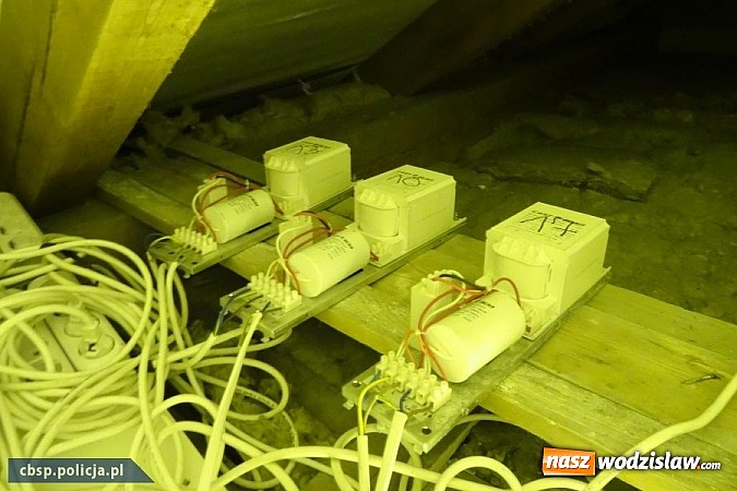 Zdjęcie w galerii na portalu naszwodzislaw.com: Policjanci CBŚP zlikwidowali plantację konopi indyjskich w Gorzycach!  wiadomości z regionu