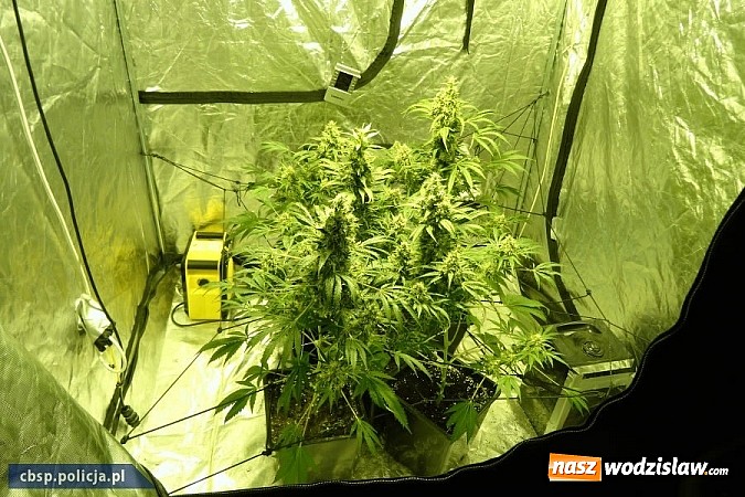 Zdjęcie w galerii na portalu naszwodzislaw.com: Policjanci CBŚP zlikwidowali plantację konopi indyjskich w Gorzycach!  wiadomości z regionu