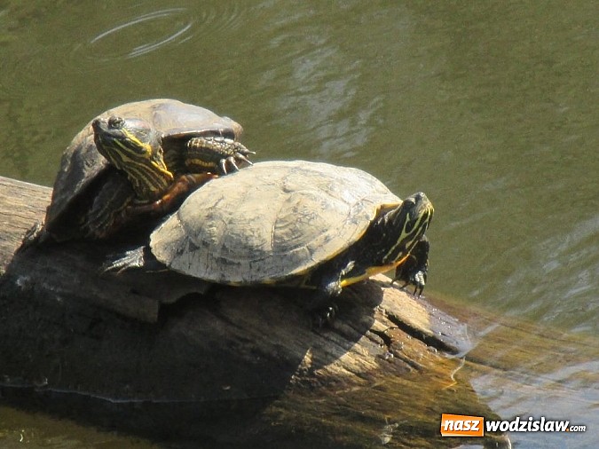 Zdjęcie w galerii na portalu naszwodzislaw.com: Ż&oacute;łw stanie się symbolem wodzisławskiego Balatonu? wiadomości z regionu