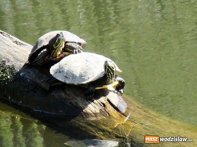 Zdjęcie w galerii na portalu naszwodzislaw.com: Ż&oacute;łw stanie się symbolem wodzisławskiego Balatonu? wiadomości z regionu