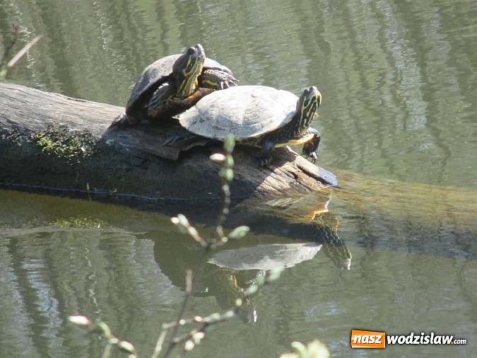 Zdjęcie w galerii na portalu naszwodzislaw.com: Ż&oacute;łw stanie się symbolem wodzisławskiego Balatonu? wiadomości z regionu
