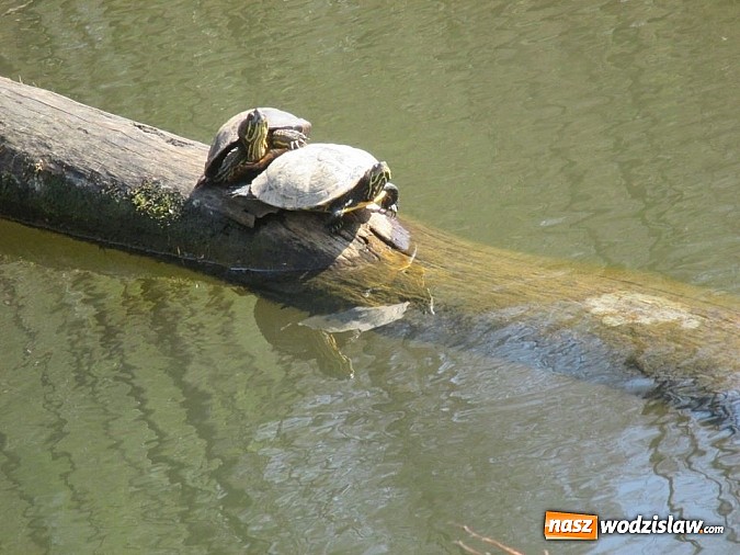 Zdjęcie w galerii na portalu naszwodzislaw.com: Ż&oacute;łw stanie się symbolem wodzisławskiego Balatonu? wiadomości z regionu