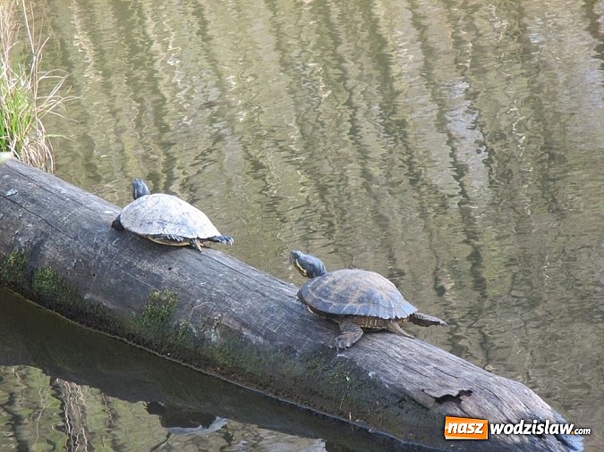 Zdjęcie w galerii na portalu naszwodzislaw.com: Ż&oacute;łw stanie się symbolem wodzisławskiego Balatonu? wiadomości z regionu