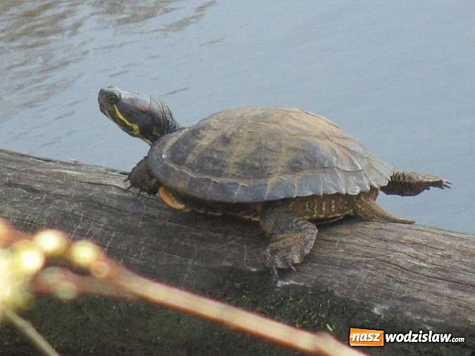 Zdjęcie w galerii na portalu naszwodzislaw.com: Ż&oacute;łw stanie się symbolem wodzisławskiego Balatonu? wiadomości z regionu