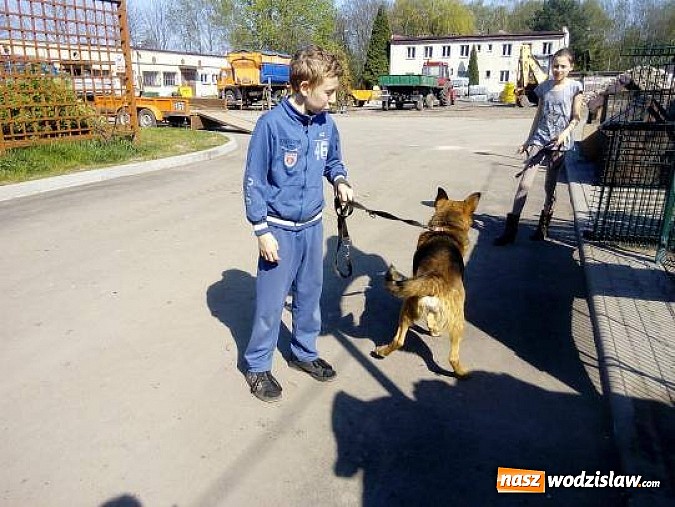 Zdjęcie w galerii na portalu naszwodzislaw.com: Podopieczni „Dziupli” pomogli zwierzakom wiadomości z regionu