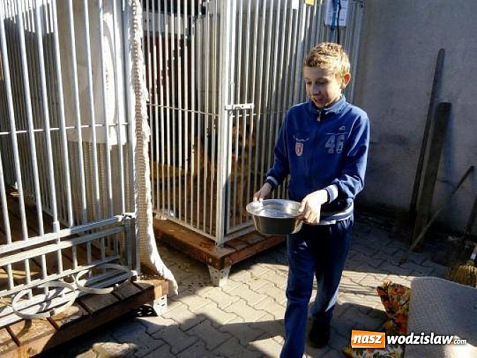 Zdjęcie w galerii na portalu naszwodzislaw.com: Podopieczni „Dziupli” pomogli zwierzakom wiadomości z regionu