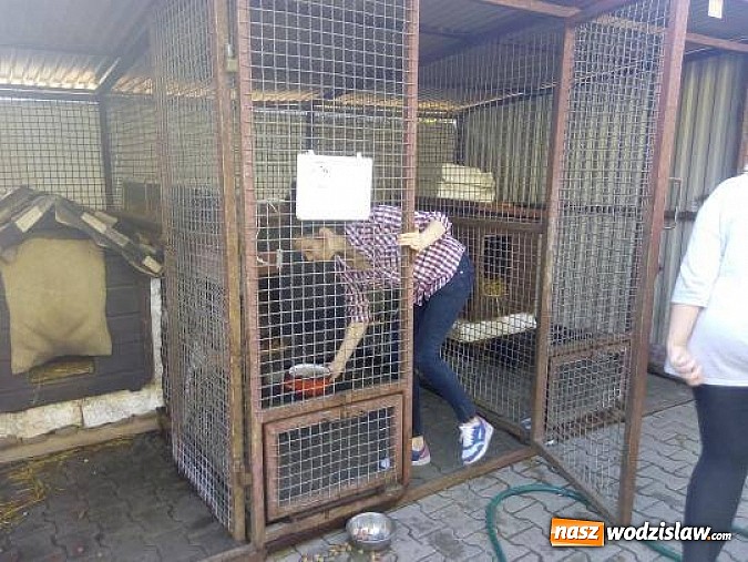Zdjęcie w galerii na portalu naszwodzislaw.com: Podopieczni „Dziupli” pomogli zwierzakom wiadomości z regionu