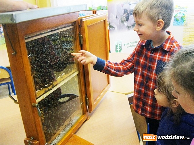 Zdjęcie w galerii na portalu naszwodzislaw.com: Znaczenie pszczół w życiu człowieka i konieczność ochrony środowiska naturalnego wiadomości z regionu