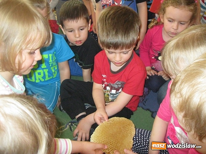 Zdjęcie w galerii na portalu naszwodzislaw.com: Znaczenie pszczół w życiu człowieka i konieczność ochrony środowiska naturalnego wiadomości z regionu