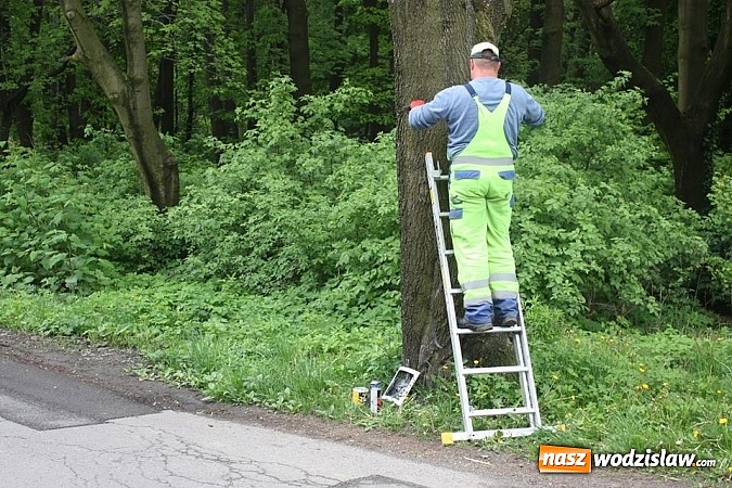 Zdjęcie w galerii na portalu naszwodzislaw.com: Trwa znakowanie tras rowerowych wiadomości z regionu